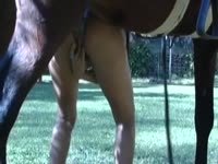Racing horse anal sex a lady